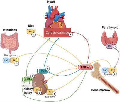 An Overview of FGF-23 as a Novel Candidate Biomarker of Cardiovascular Risk